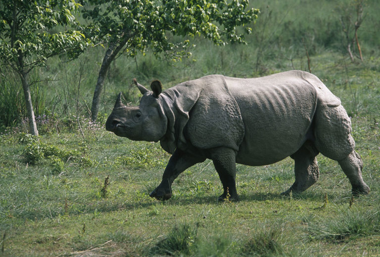 नेपालमा गैँडाको सङ्ख्या बढ्यो